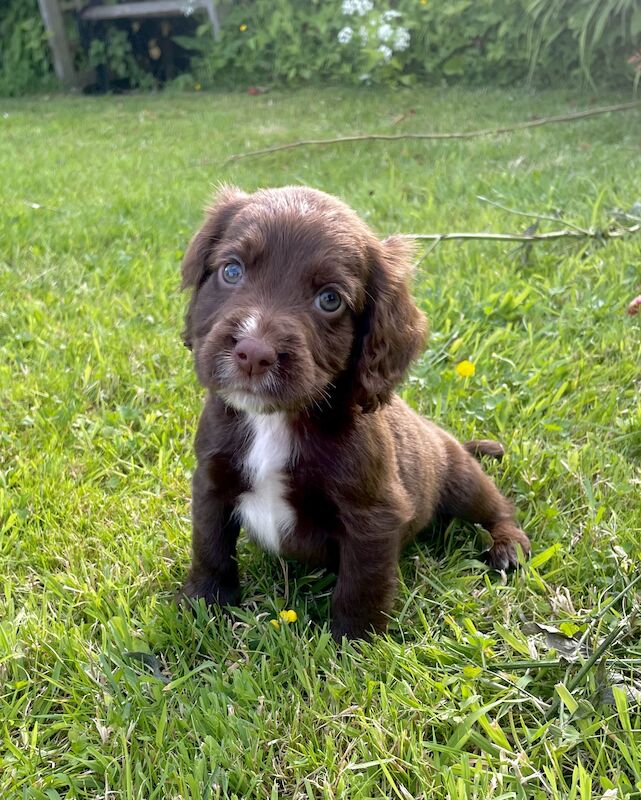 3 adorable cocker spaniels puppies looking for new homes for sale in Ely, Cambridgeshire - Image 2