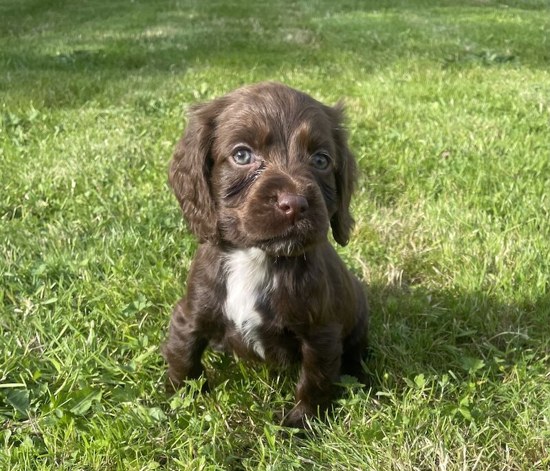 3 adorable cocker spaniels puppies looking for new homes for sale in Ely, Cambridgeshire - Image 3