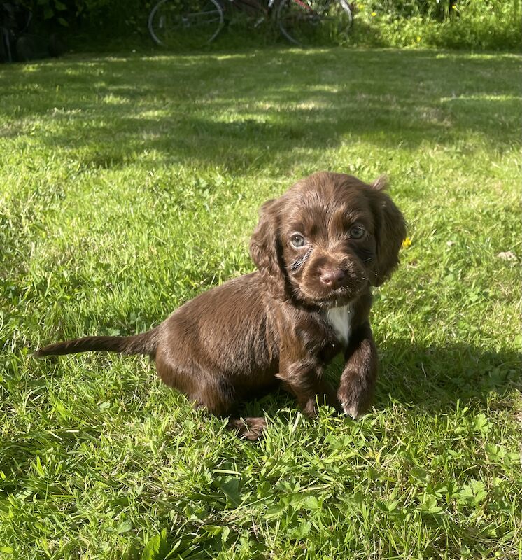 3 adorable cocker spaniels puppies looking for new homes for sale in Ely, Cambridgeshire - Image 4