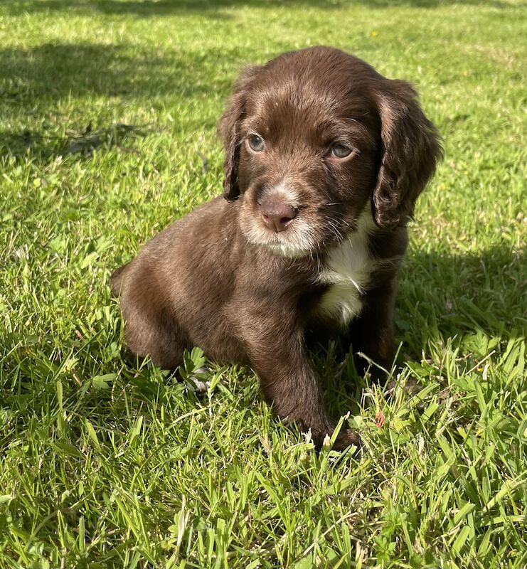 3 adorable cocker spaniels puppies looking for new homes for sale in Ely, Cambridgeshire - Image 5