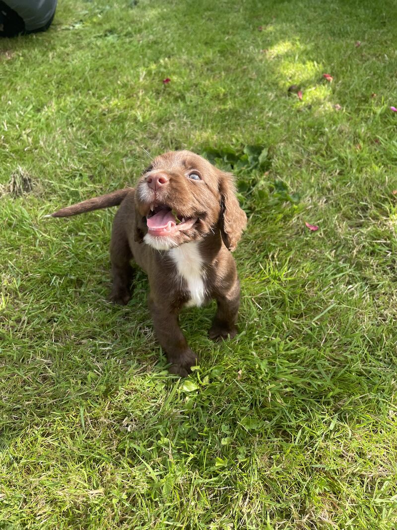 3 adorable cocker spaniels puppies looking for new homes for sale in Ely, Cambridgeshire - Image 6