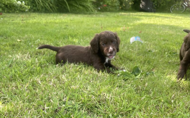 3 adorable cocker spaniels puppies looking for new homes for sale in Ely, Cambridgeshire - Image 7