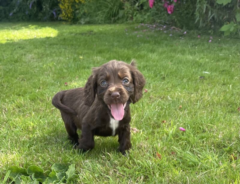 3 adorable cocker spaniels puppies looking for new homes for sale in Ely, Cambridgeshire - Image 8