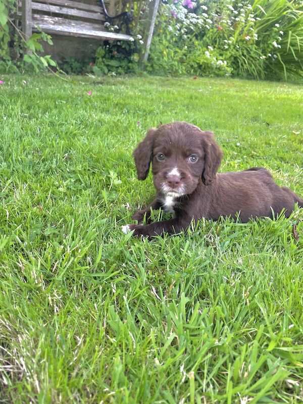 3 adorable cocker spaniels puppies looking for new homes for sale in Ely, Cambridgeshire - Image 9
