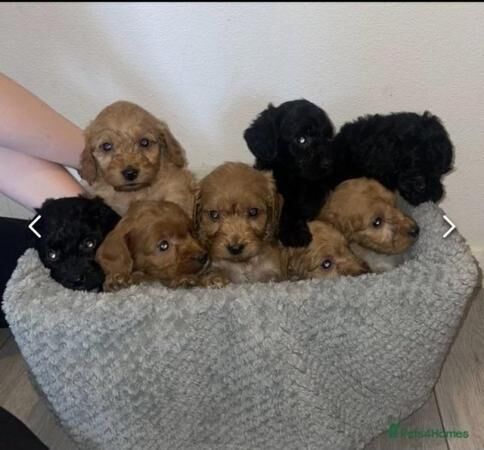3 beautiful cockapoo puppies for sale in Hatfield, Hertfordshire