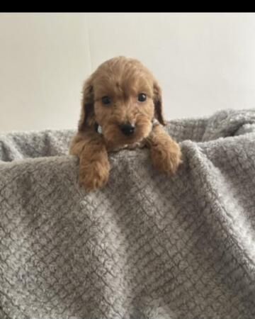 3 beautiful cockapoo puppies for sale in Hatfield, Hertfordshire - Image 2