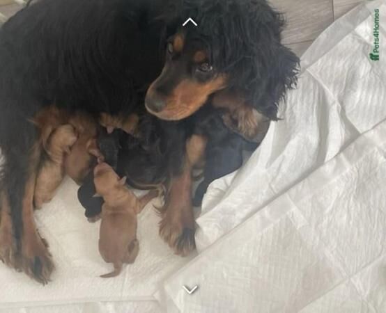 3 beautiful cockapoo puppies for sale in Hatfield, Hertfordshire - Image 3