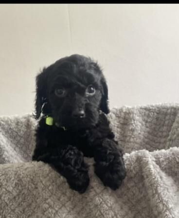 3 beautiful cockapoo puppies for sale in Hatfield, Hertfordshire - Image 4