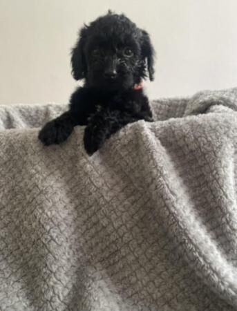 3 beautiful cockapoo puppies for sale in Hatfield, Hertfordshire - Image 5