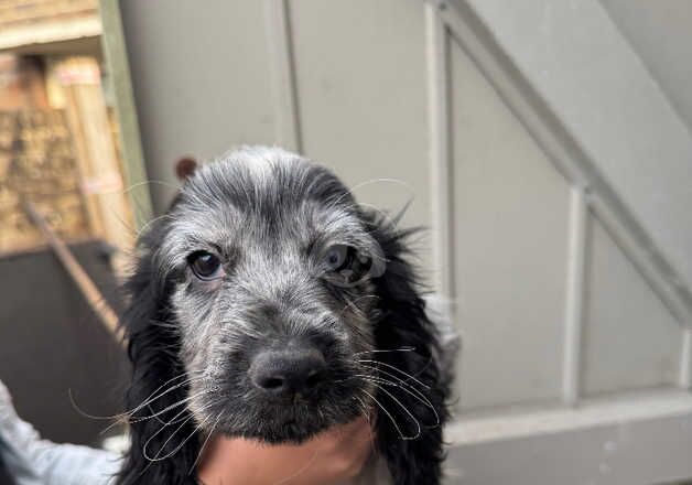 Cocker Spaniels for sale in Havant, Hampshire