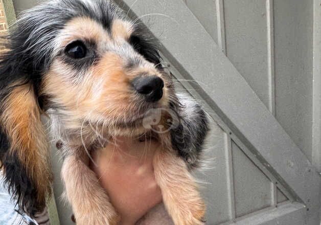 Cocker Spaniel Puppies for sale in Hampshire