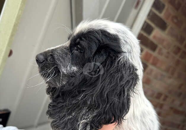 3 beautiful puppies, ready to go for sale in Havant, Hampshire - Image 5