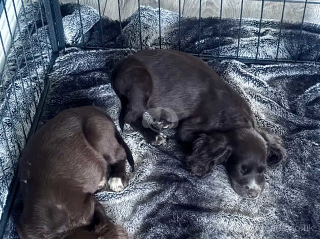 3 Beautiful Pups Left for sale in Dundee, Dundee City - Image 3