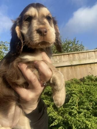 3 beautiful show type cocker spaniels for sale in Mablethorpe, Lincolnshire