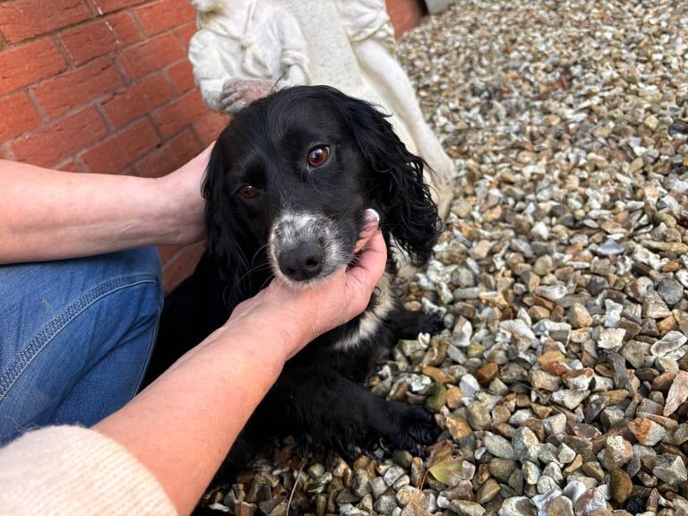 3 beautiful spaniels for sale in Taunton, Somerset