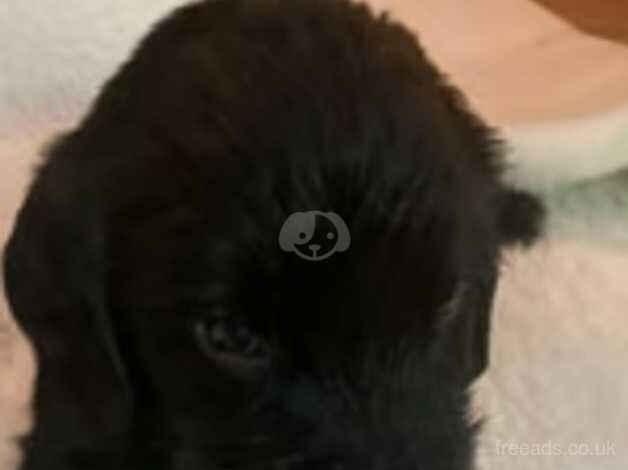 3 boy puppies for sale in Cambridge, Scottish Borders - Image 3