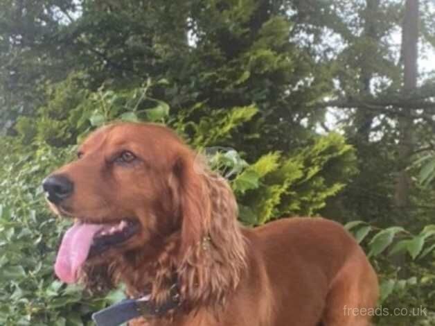 3 boy puppies for sale in Cambridge, Scottish Borders - Image 5