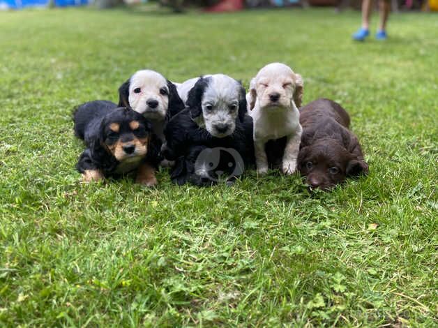 *1 girl, 3 boys remaining* Cocker spaniel puppies for sale in Malton, North Yorkshire - Image 1