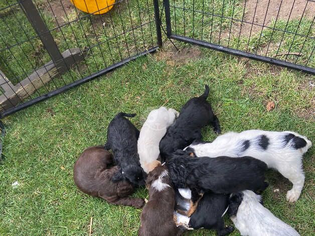 *1 girl, 3 boys remaining* Cocker spaniel puppies for sale in Malton, North Yorkshire - Image 2