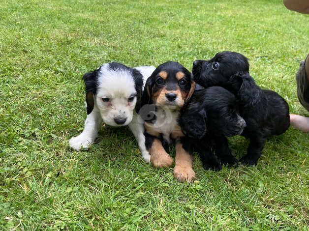 *1 girl, 3 boys remaining* Cocker spaniel puppies for sale in Malton, North Yorkshire - Image 3