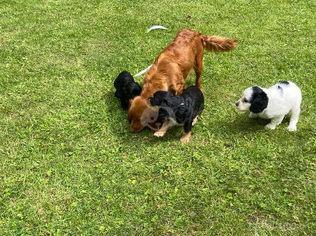 *1 girl, 3 boys remaining* Cocker spaniel puppies for sale in Malton, North Yorkshire - Image 4