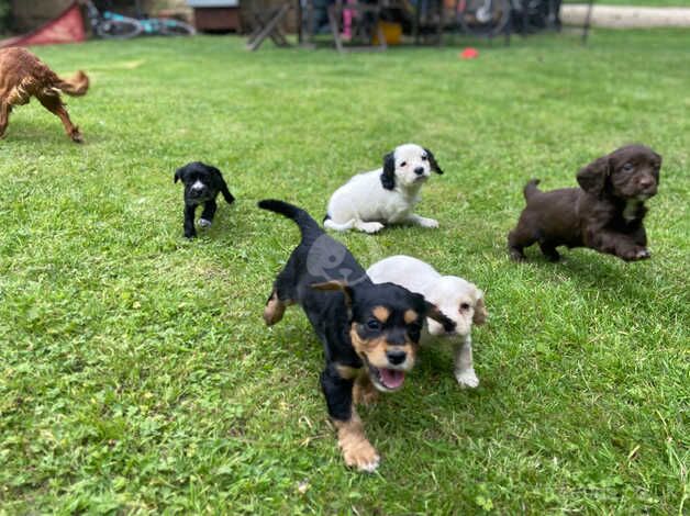 *1 girl, 3 boys remaining* Cocker spaniel puppies for sale in Malton, North Yorkshire - Image 5