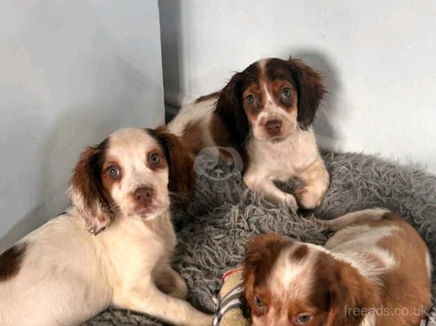 3 cocker boys for sale in Hartlepool, County Durham