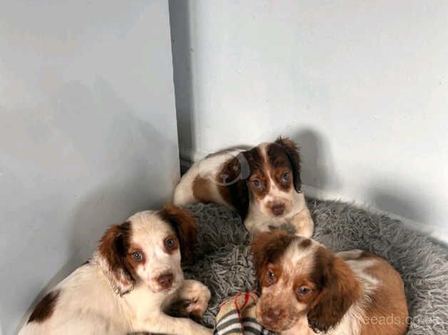 Cocker Spaniels for sale in Hartlepool, County Durham