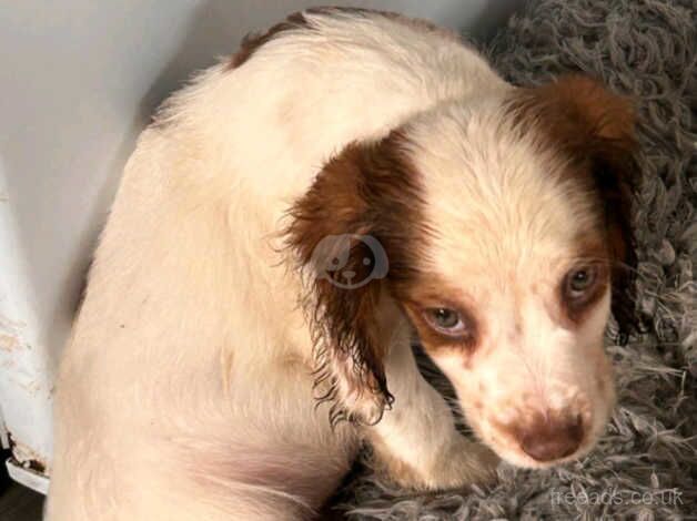 Cocker Spaniel Puppies for sale in County Durham