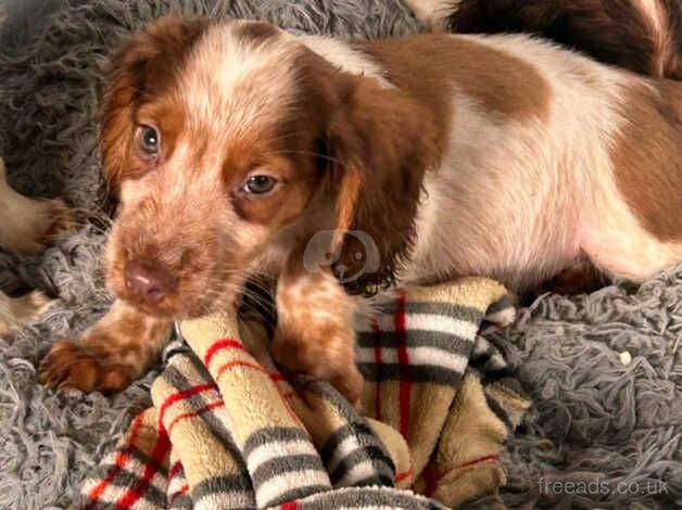 Cocker Spaniel Puppies for sale