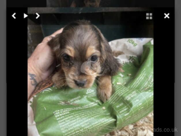 3 cocker spanials for sale in Slough, Powys - Image 2