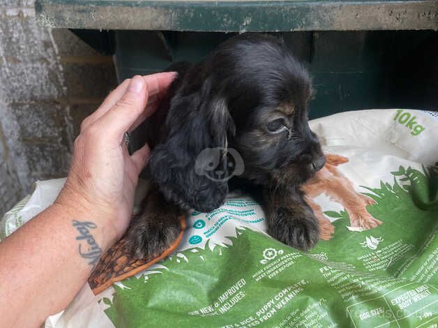 3 cocker spanials for sale in Slough, Powys - Image 3