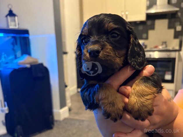 3 cocker spaniel boy puppies for sale in Bishop Auckland, County Durham - Image 2