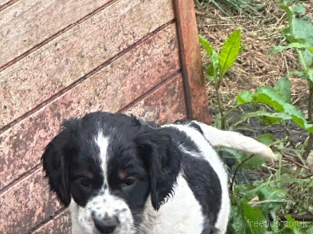 3 cocker spaniel pups looking for their forever home for sale in Accrington, Lancashire