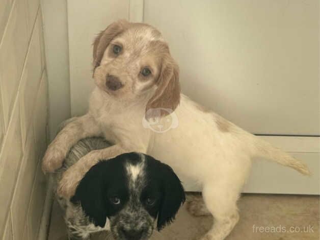 3 female cocker spaniels lemon black orange docked & dew claw removed roan ready in 3 days for sale in Doncaster, South Yorkshire