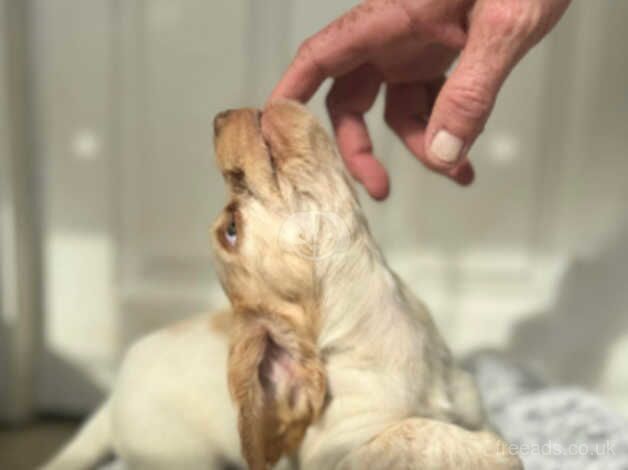 3 female cocker spaniels lemon black orange docked & dew claw removed roan ready in 3 days for sale in Doncaster, South Yorkshire - Image 2