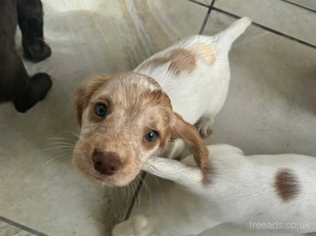 3 female cocker spaniels lemon black orange docked & dew claw removed roan ready in 3 days for sale in Doncaster, South Yorkshire - Image 4