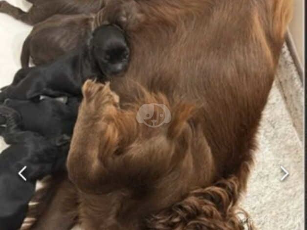 3 month old cocker spaniel boy looking for a new home for sale in Camberley, Surrey