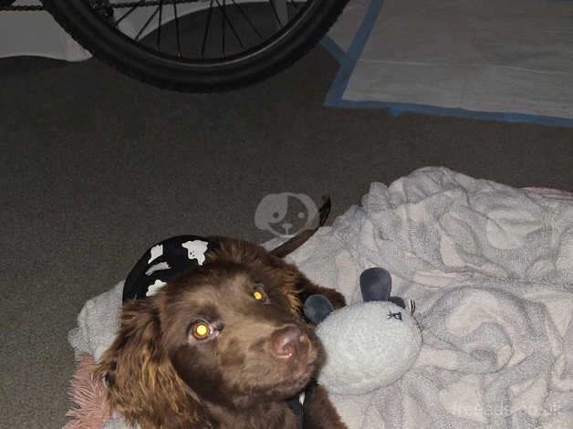 3 month old cocker spaniel boy looking for a new home for sale in Camberley, Surrey - Image 4