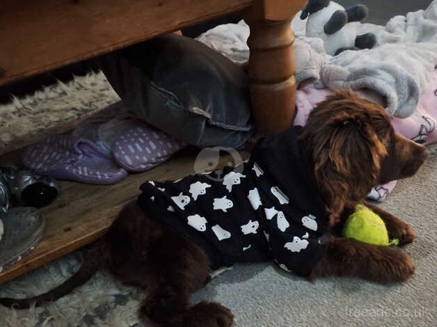 3 month old cocker spaniel boy looking for a new home for sale in Camberley, Surrey - Image 5