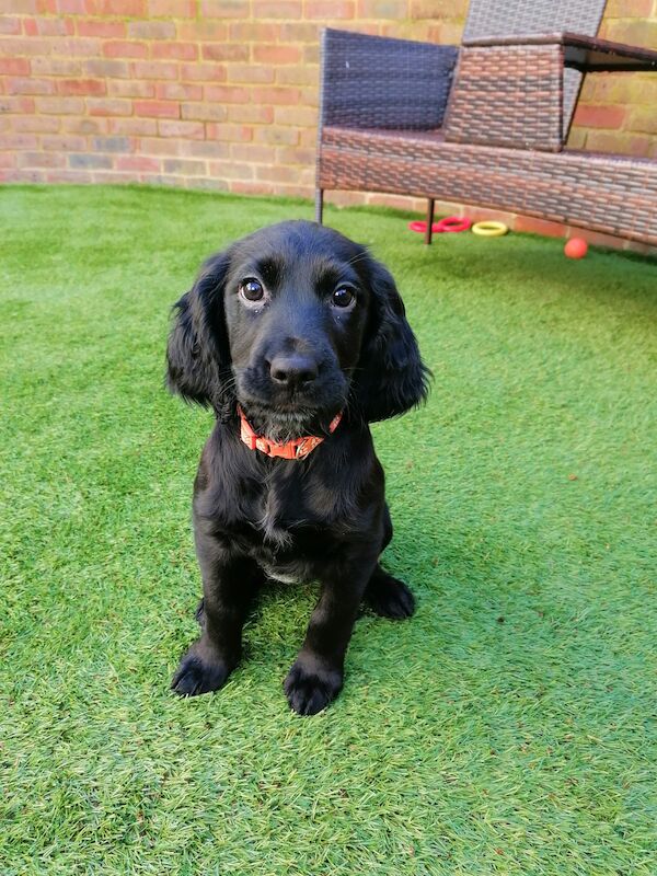 3 month old cocker spaniel female for sale in Ashford, Kent - Image 3