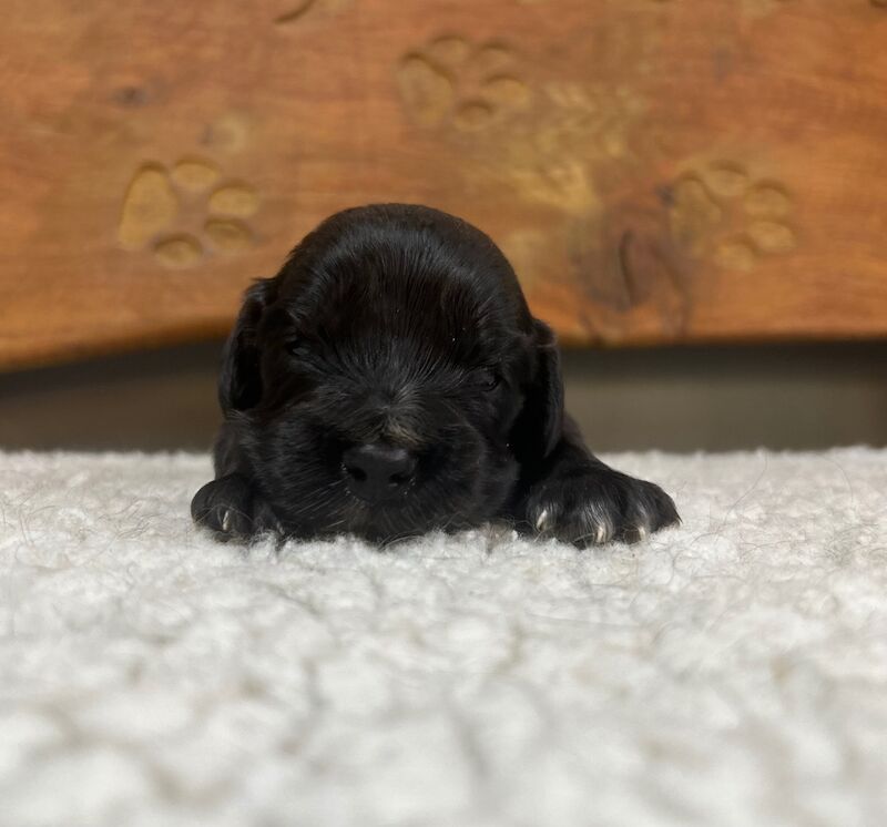 3 stunning black cocker spaniel boys for sale in Upwell, Norfolk - Image 2