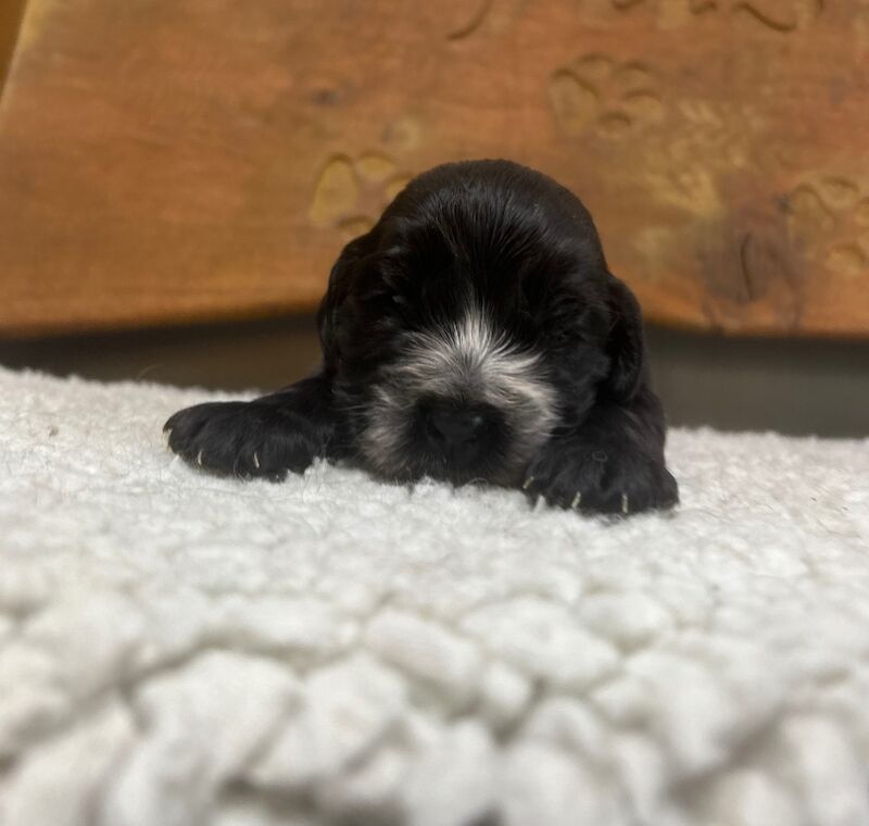 3 stunning black cocker spaniel boys for sale in Upwell, Norfolk - Image 3