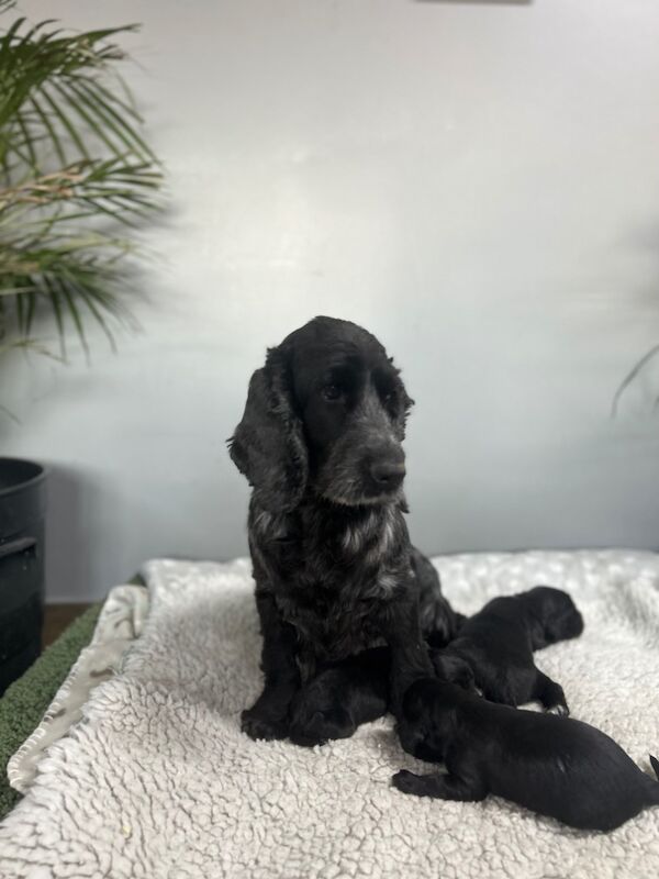 3 stunning black cocker spaniel boys for sale in Upwell, Norfolk - Image 4