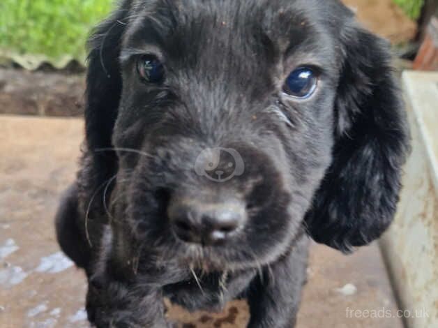 3 stunning cocker spaniel pups for sale in Bridgwater, Somerset