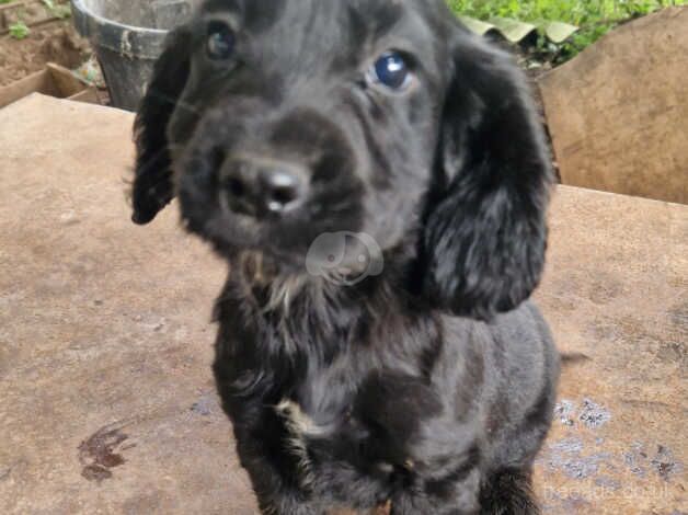 3 stunning cocker spaniel pups for sale in Bridgwater, Somerset - Image 2