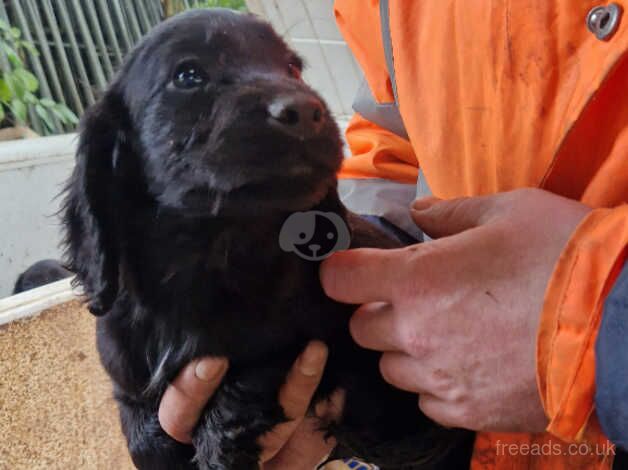 3 stunning cocker spaniel pups for sale in Bridgwater, Somerset - Image 3