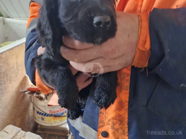 3 stunning cocker spaniel pups for sale in Bridgwater, Somerset - Image 4