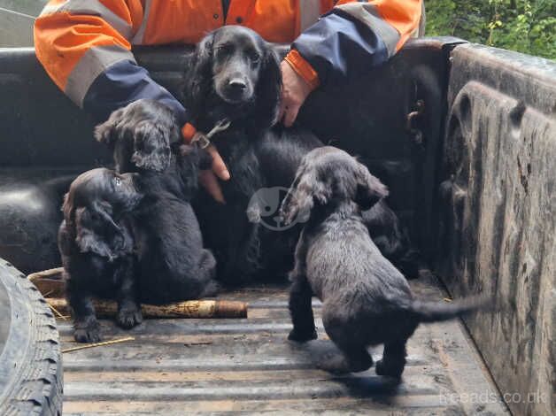 3 stunning cocker spaniel pups for sale in Bridgwater, Somerset - Image 5