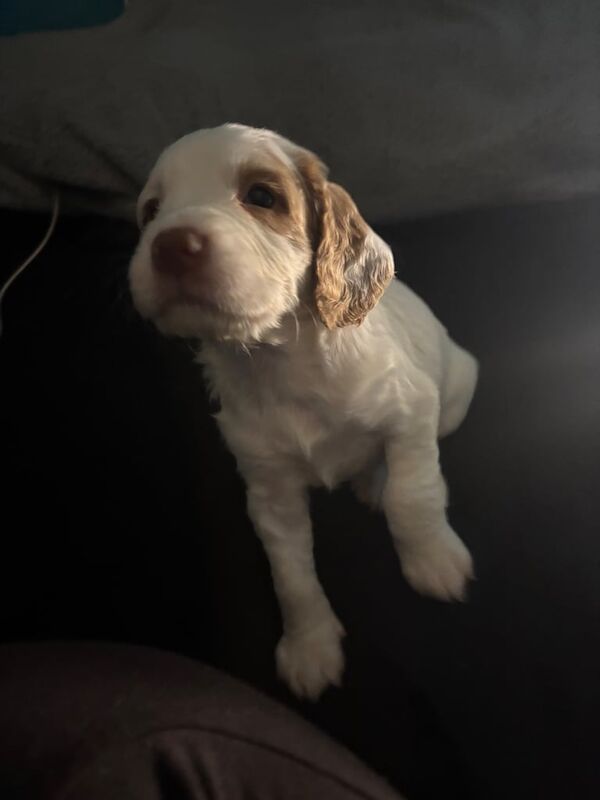 3 working cocker spaniels looking for their forever homes for sale in Perth, Perth and Kinross - Image 2